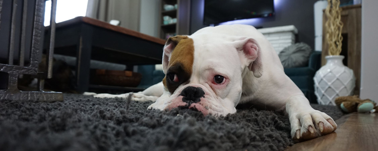 狗狗能吃哪些人类的食物 这10中食物可用来给狗狗加餐