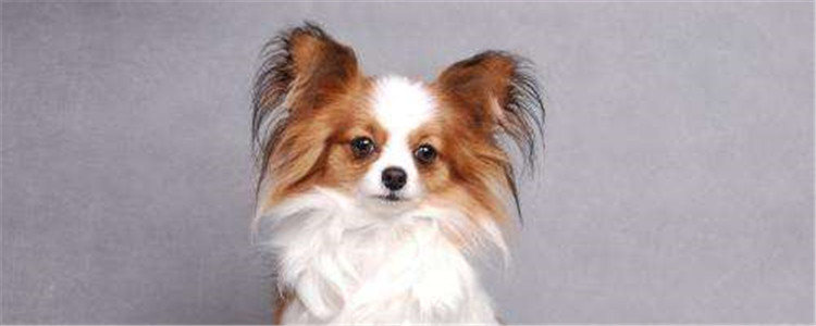 饲养蝴蝶犬要注意什么 蝴蝶犬的饲养常识你知道吗