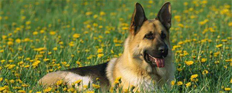 智商前三的狗 分别是什么品种你知道吗