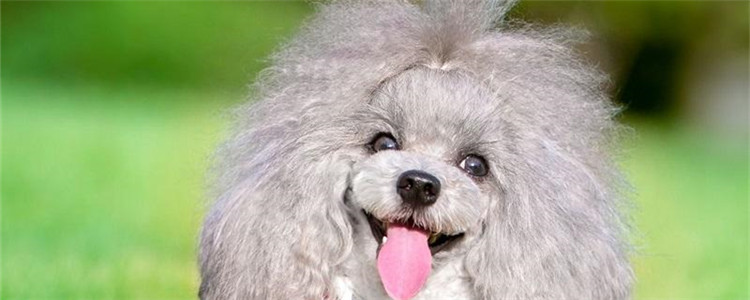 泰迪犬是贵宾犬吗 泰迪犬的由来你知道吗