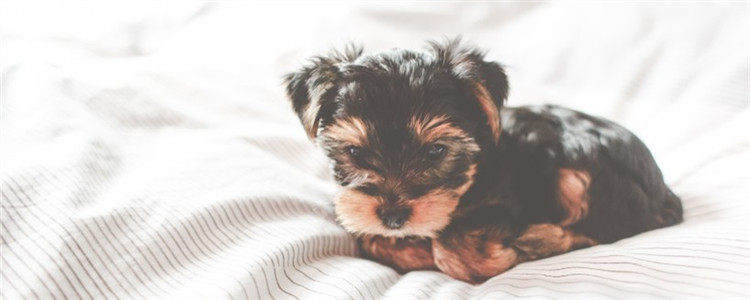 如何判断狗吃饱了没 教你三个简单的判断方法