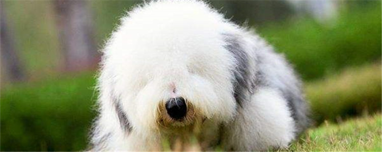 古牧是什么犬 古牧为什么不能摇晃尾巴