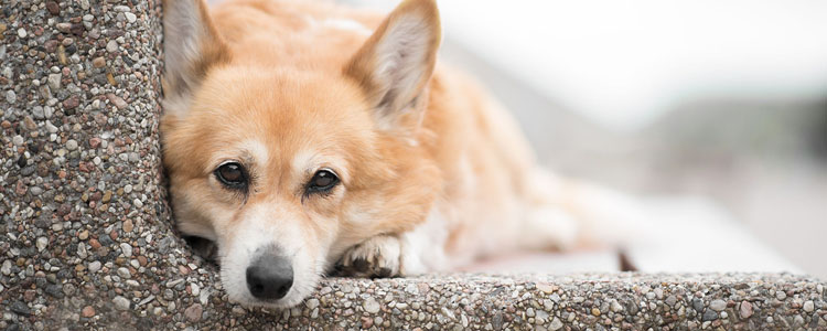 狂犬病的主要表现 还在听着狂犬病的误区吗