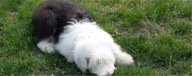 饲养古牧要注意什么 这些猪一样事项你知道吗