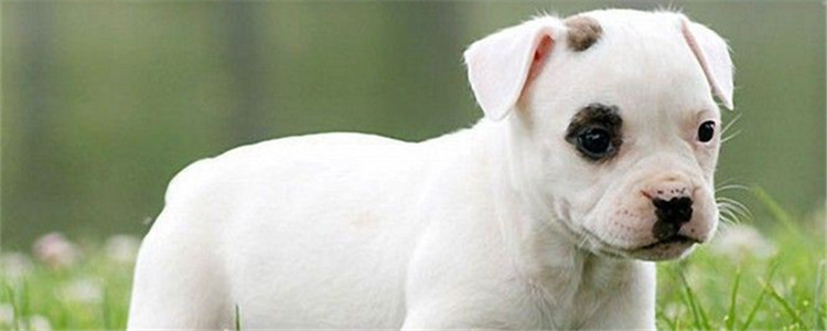 斗牛梗是什么狗 斗牛梗为什么看上去智商不高的样子