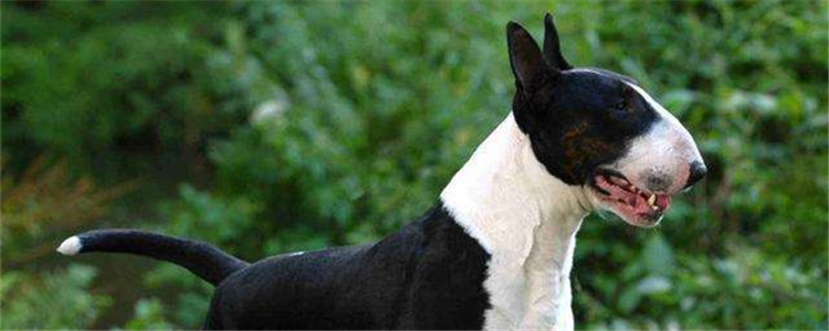 牛头梗是什么品种 饲养牛头梗要注意什么