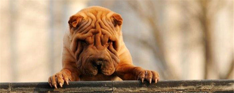 饲养沙皮犬要注意什么 最好尽量让沙皮犬远离游泳