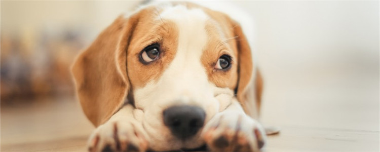 狗狗不能吃什么 这三种食物是喂食禁忌