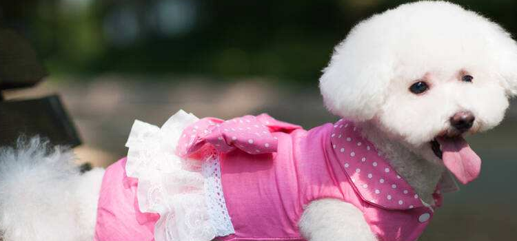 比熊分大小体吗 别被无良商家骗了！