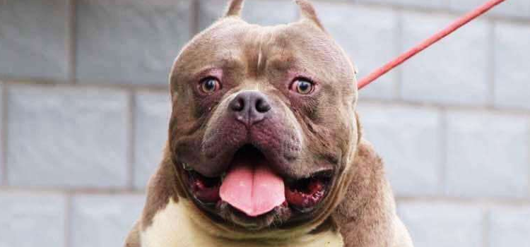 恶霸犬几个月成型 恶霸犬凶吗