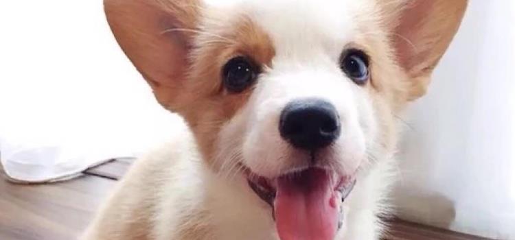 柯基哪里白色算失格 注意这些你才能买到正统的柯基！