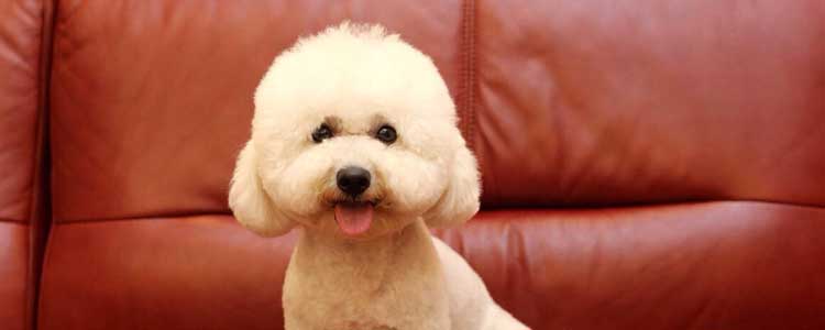 狗狗生病了不吃饭喂什么好 泰迪犬三种疾病的饮食注意