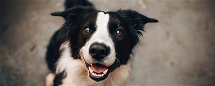 狗狗牙齿太尖怎么办 狗狗磨牙要注意什么