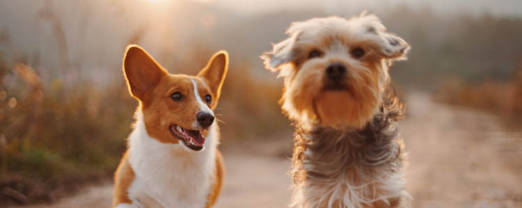 怎么培养狗狗的社交能力 狗狗社交能力应从娃娃抓起