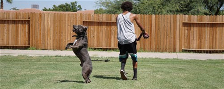 三种世界有名的军犬 第二种是我国自主培育的犬种