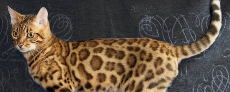 猫腿扭伤了多久能恢复 你要区分你的猫是不是扭伤了!