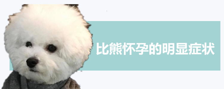 比熊怀孕的明显症状 要注意多观察狗狗