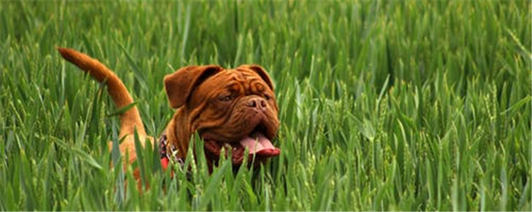 凶猛的狗狗有哪些 不了解的千万不要随便饲养