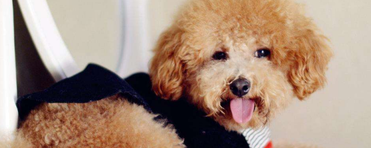 狗狗总是用爪子揉眼睛 狗狗揉眼睛一定是不舒服了！