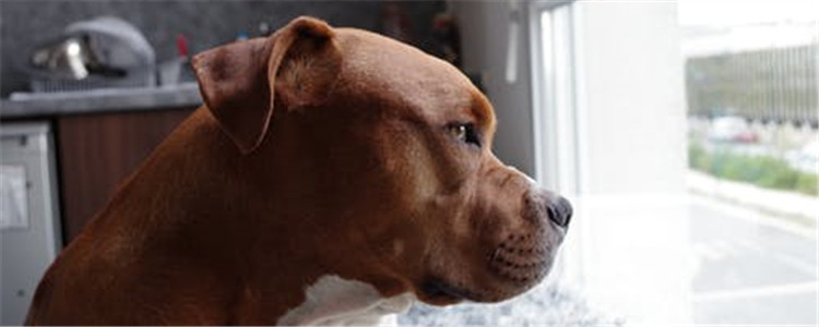 这五种凶猛的狗 不适合作为宠物饲养