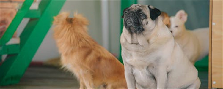 适合城市饲养四种狗狗 一定有一种会让你喜欢