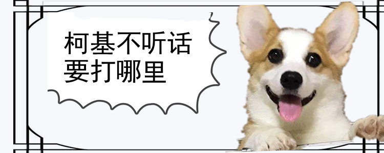 柯基不听话要打哪里 教育狗狗要讲究方式方法