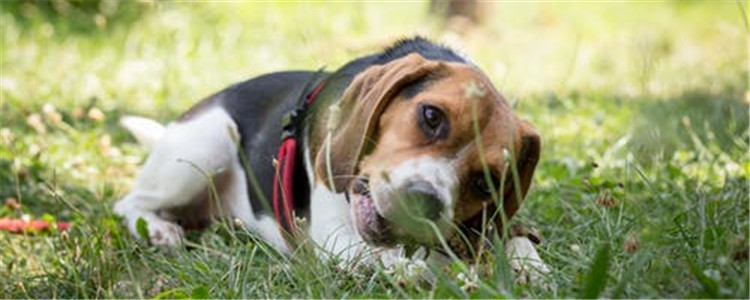 狗中暑症状及急救方法 常备技巧能救狗狗一命