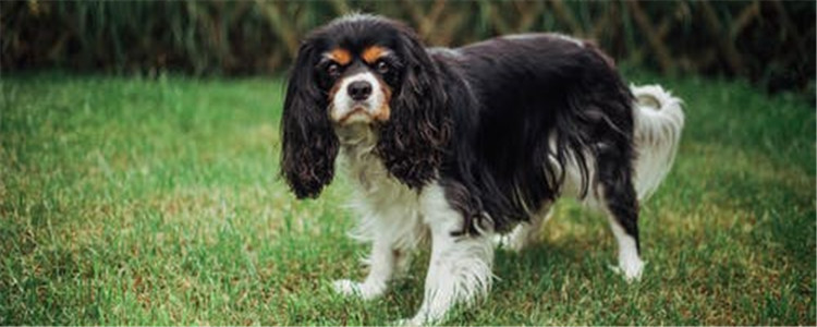 狗狗不健康有哪些表现 你有密切留意过狗狗的健康状况吗