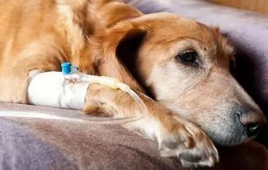 狂犬病癥狀會學狗叫嗎 正確了解狂犬病