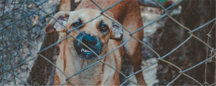 狗狗皮藓注意什么 狗狗得了皮藓的三大注意事项