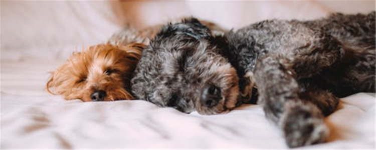 狗狗疫苗过敏死亡 狗狗疫苗过敏的症状有哪些