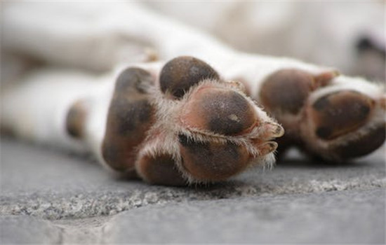 狗狗疫苗过敏死亡 狗狗疫苗过敏的症状有哪些