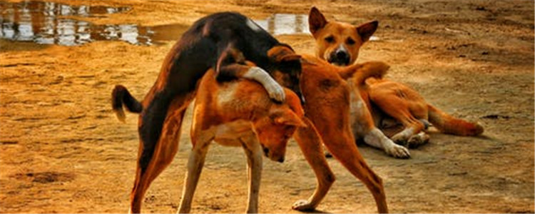 给母狗绝育有哪些好处 快带你家狗狗去绝育吧