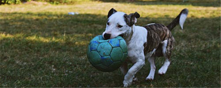 公犬绝育有哪些好处 这四大好处你知道吗