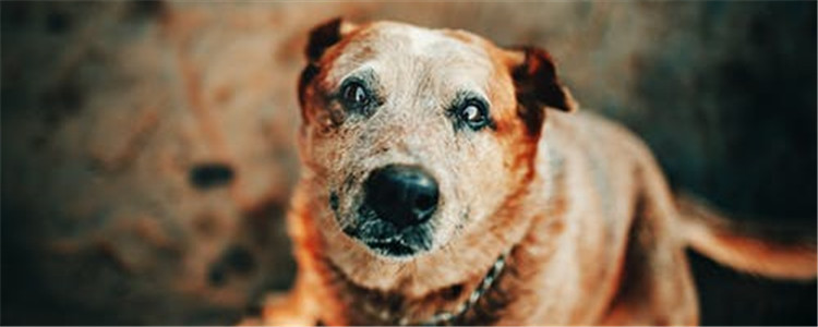 狗狗一天拉几次大便 拉多少次才算是正常