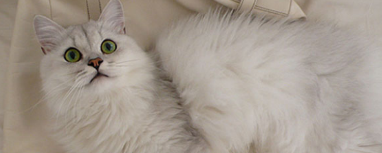 猫闻了蚊香怎么解毒 这么大的心还能让猫蚊香中毒啊!