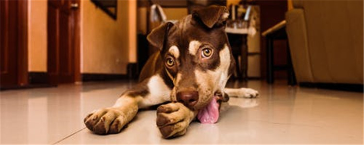 狗狗疫苗失败是为什么 狗狗疫苗接种失败的三大原因