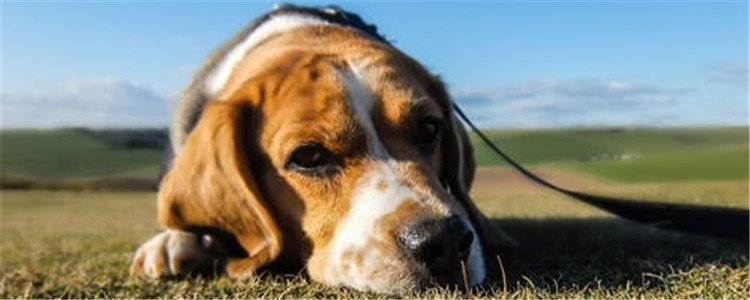 狗为什么吃草 狗吃草的原因有哪些