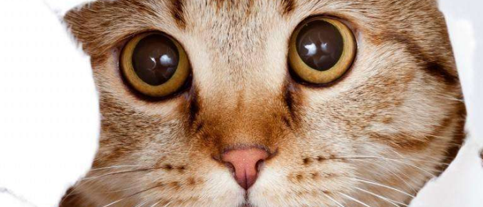 “慢性杀猫”的7种行为，快停住你的步伐