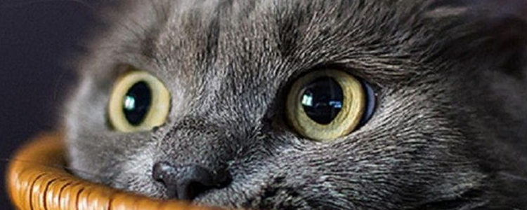 当喵做出这五个动作时，最好马上远离它！