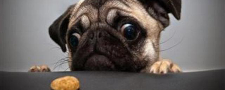 狂犬疫苗进口和国产有什么区别 注射狂犬疫苗剩进口货可用