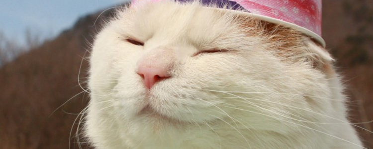 你是“佛系养猫”吗？5种养猫方式有意思