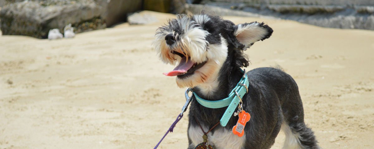 狗狗训练方法 巴吉度犬基本动作训练