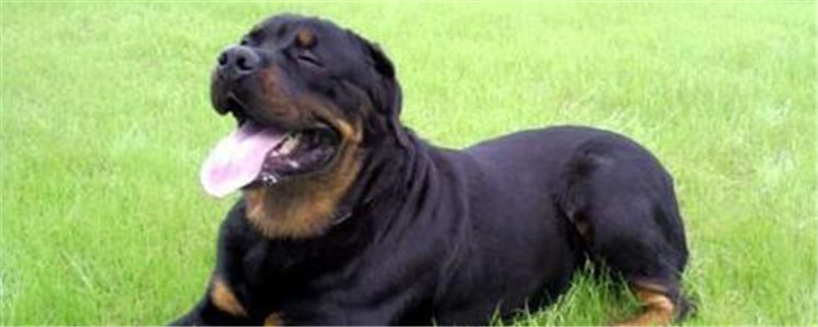 罗威纳是什么犬 罗威纳是优秀的家庭伴侣犬