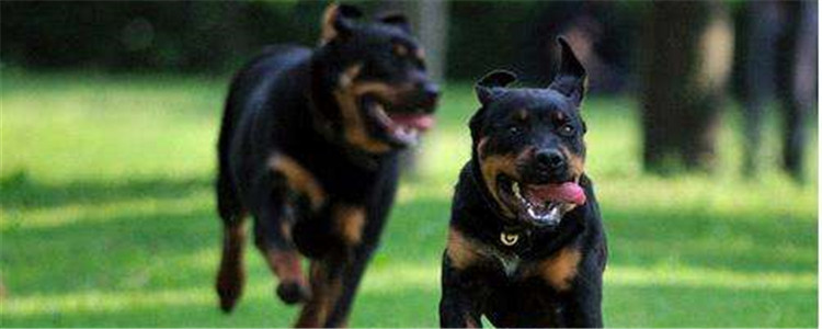 饲养罗威纳要注意什么 罗威纳的饮食一定要注意