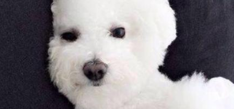 比熊犬怎么养 比熊犬日常喂养中3个常见的误区