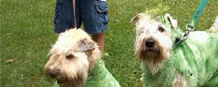 幼犬喂食时间 幼犬喂食标准