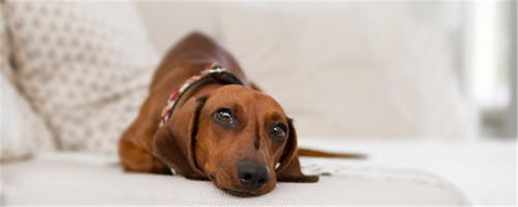 狗狗睡眠时间是多久 狗狗也有起床气你造吗