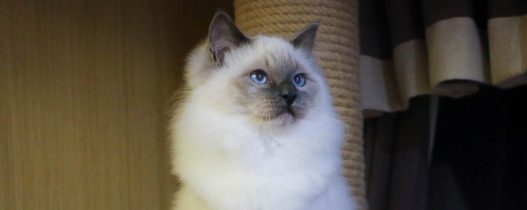 猫舔其他猫是什么意思 看着猫咪互相舔你是认为在秀恩爱吗