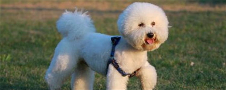 比熊是什么品种 比熊犬是泰迪吗